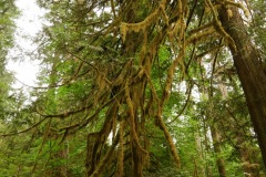 CATHEDRAL GROVE - PORT ALBERNI