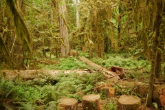 CATHEDRAL GROVE - PORT ALBERNI