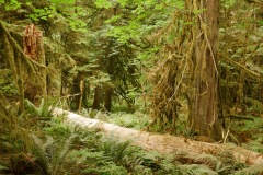 CATHEDRAL GROVE - PORT ALBERNI