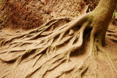 CATHEDRAL GROVE - PORT ALBERNI