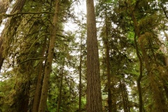 CATHEDRAL GROVE - PORT ALBERNI