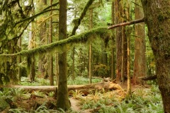 CATHEDRAL GROVE - PORT ALBERNI