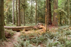 CATHEDRAL GROVE - PORT ALBERNI