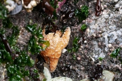 CHESTERMAN BEACH - TOFINO BC