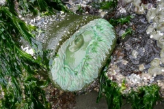 CHESTERMAN BEACH - TOFINO BC