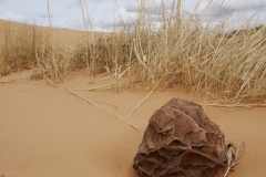 CORAL PINK SAND DUNES