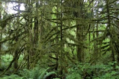 HOH RAIN FOREST