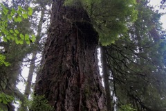 HOH RAIN FOREST