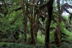 HOH RAIN FOREST