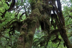 HOH RAIN FOREST