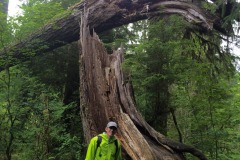 HOH RAIN FOREST