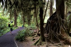 HOH RAIN FOREST