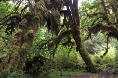 HOH RAIN FOREST