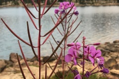 BACKPACKING WITH KIDS TO LOFTY LAKE IN UINTA NATIONAL FOREST