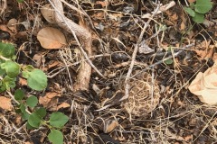 RATTLE SNAKE IN PEEK A BOO SLOT CANYON