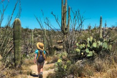 SAGUARO NATIONAL PARK, ARIZONA