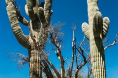 SAGUARO NATIONAL PARK, ARIZONA