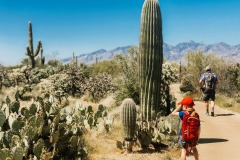 SAGUARO NATIONAL PARK, ARIZONA