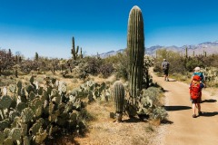 SAGUARO NATIONAL PARK, ARIZONA