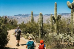 SAGUARO NATIONAL PARK, ARIZONA