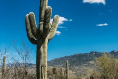 SAGUARO NATIONAL PARK, ARIZONA