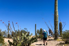 SAGUARO NATIONAL PARK, ARIZONA