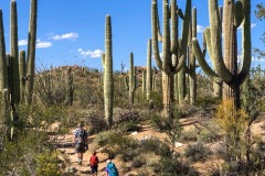 SAGUARO NATIONAL PARK, ARIZONA