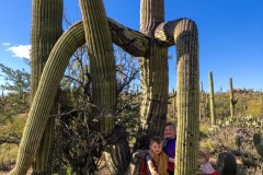 SAGUARO NATIONAL PARK, ARIZONA