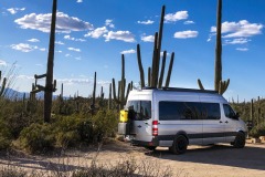 SAGUARO NATIONAL PARK, ARIZONA